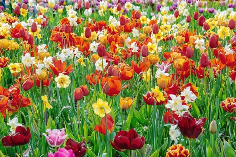 Narcissus and Tulips Flowerbed. Spring in the Netherlands Lisse, Netherlands