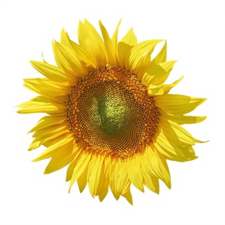 Yellow Sunflower against the White Background Balchik, Bulgaria, Europe