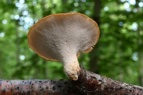Sclerotia spore, small scale spore (Polyporus tuberaster), Lower Franconia, Bavaria, Germany,