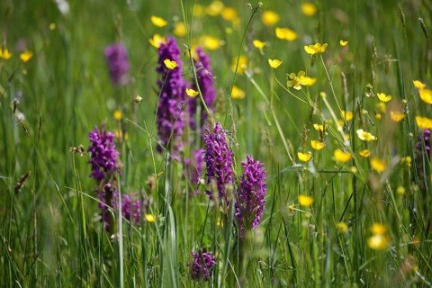 Western marsh orchid, dactylorhiza maja in a meadow with buttercups