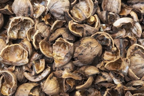 Close up view of shattered walnut shells. Textured background of drought walnut shells