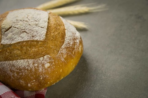 Beautiful Sourdough bread on gray background with dried wheat flower