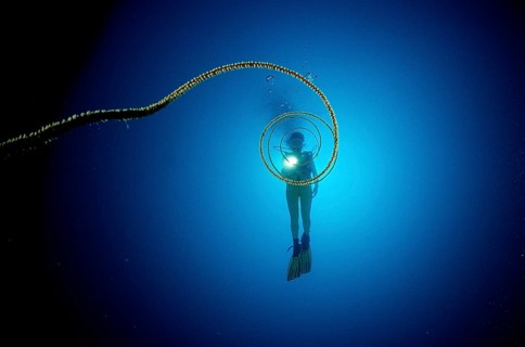 Whip coral and diver, Cirripathes spiralis, Maldives, Indian Ocean, Ari Atoll, Maayafushi, Asia