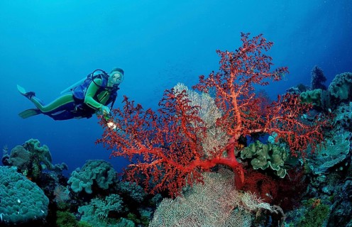 Diver and coral reef, Indonesia, Wakatobi Dive Resort, Sulawesi, Indian Ocean, Banda Sea, Asia