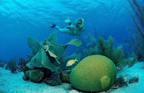Snorkelling over coral reef, Netherlands Antilles, Bonaire, Caribbean, Caribbean Sea
