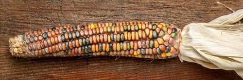Ornamental corn ears close-up on a rustic wood, fall holidays or harvest concept, panoramic banner
