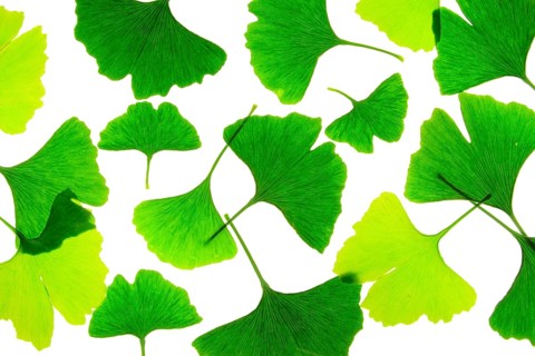Ginkgo leaves, cropped in front of white background Ginkgo leaves in front of white background