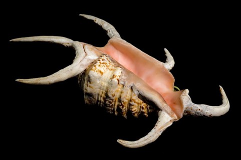 A stunning pink-hued spider conch shell with elongated, curved spines displayed against a black