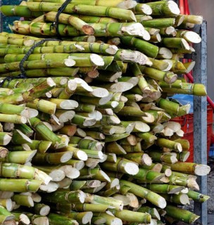 Bundles of fresh sugar cane for extracting the juice