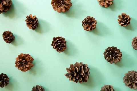 Pine cone pattern on mint green background. top view