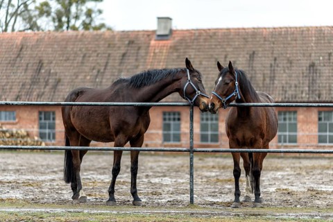 Two bay horses in a paddock on a farm in eastern Poland in Europe