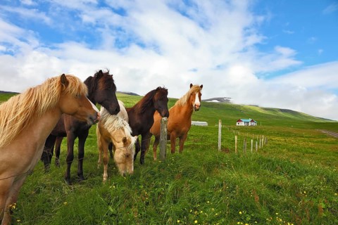 Iceland in the summer. Herd of beautiful horses. Well-groomed horses grazing in a meadow near the