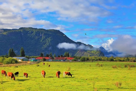 Orange and black cows graze on green pasture. Rural idyll in Chilean Patagonia