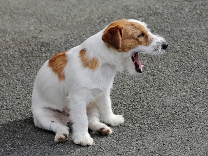 Typical puppy Jack Russell Terrier in the spring garden
