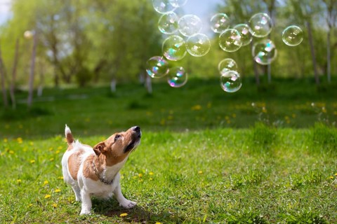 Dog breed jack russell looks at soap bubbles on green grass. Beautiful dog in nature