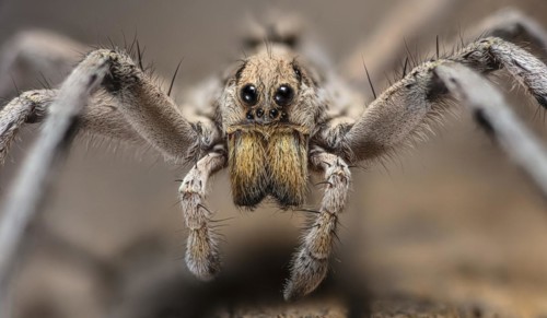 Wolf Spider, Hogna carolinensis