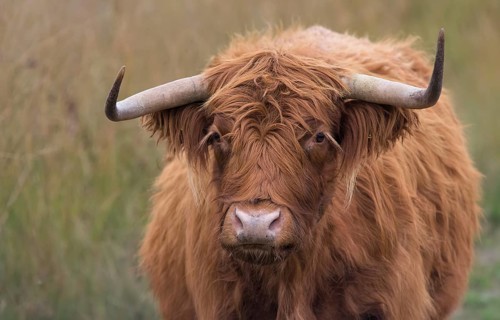 Scottish Highland cow in a nature reserve Scottish Highland cattle in a nature reserve