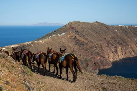 Donkey on the crater rim, Santorini Island (Thira), Cyclades, Greek Islands, Greece, Europe
