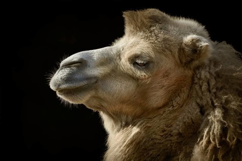 Close up Portrait of Camel over the Dark Background Varna, Bulgaria, Europe