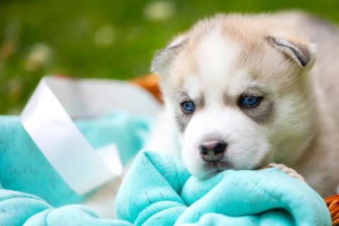 Cute Siberian husky puppy with blue eyes close-up