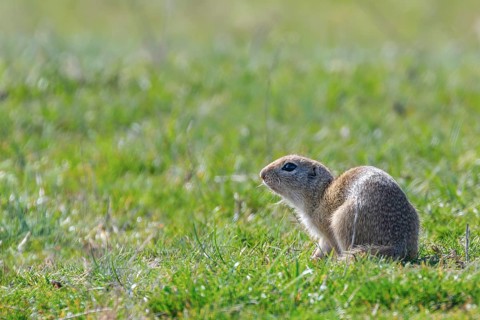 Souslik (Spermophilus citellus) European ground squirrel in the natural environment