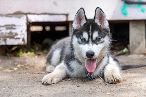 Ground level view of a young Husky dog lying outdoors on a leash. Medium breed Spitz puppy looking