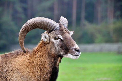 Mouflon clouse-up, in captivity