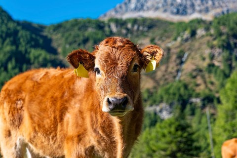 Close-up of a veal in a prairie