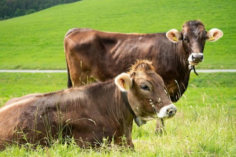 In the Swiss Jura mountains, cows usually are often kept on paddocks outside. Situation with two