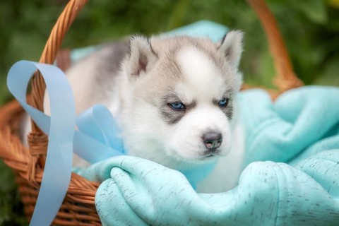 Cute Siberian husky puppy with blue eyes in the basket