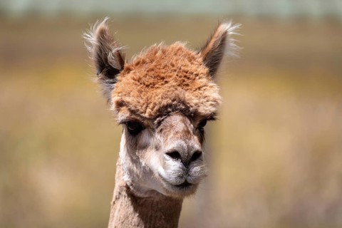 An image of an Alpaca animal in New Zealand