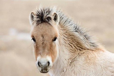 Young Colt Canada Saskatchewan Close Up Winter