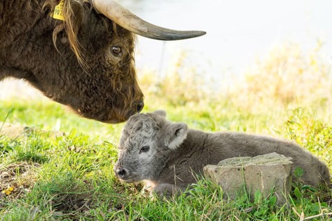 Highland cattle, Mother cow with calf
