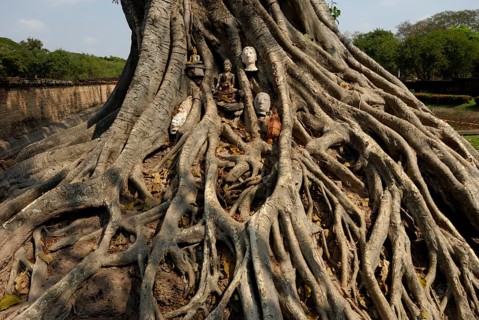 Buddha sculptures in tree roots in Wat Si Sawai, Sukhothai Historical Park, Sukhothai, Thailand,