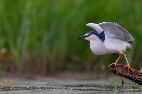 Black-crowned black crowned night heron (Nycticorax nycticorax), Bihoreau gris, HÈron bihoreau,