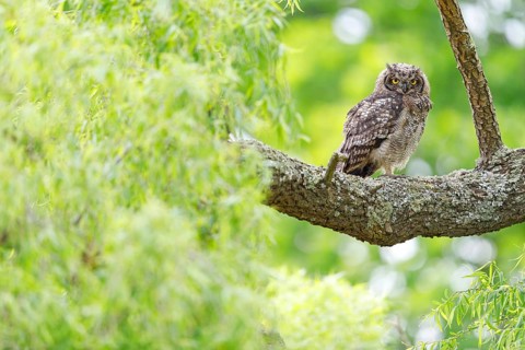 Spotted eagle-owl (Bubo africanus), Grand-duc africain, Wakkerstrom surroundings, Wakkerstrom,