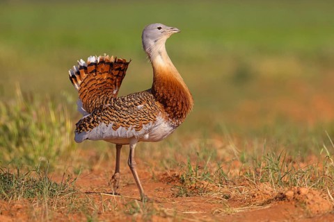 Great bustard (Otis tarda), Outarde barbue, Avutarda Común, Spain, Toledo, Hides De Calera / Great