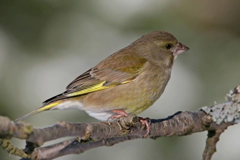 Greenfinch, Greenfinch, European Greenfinch, Western Greenfinch, Carduelis chloris, (Chloris