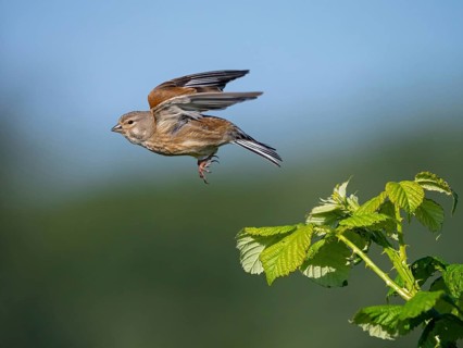 Linnet, Common Linnet, Eurasian Linnet, (Carduelis cannabin), (Acanthis cannabina), Linotte