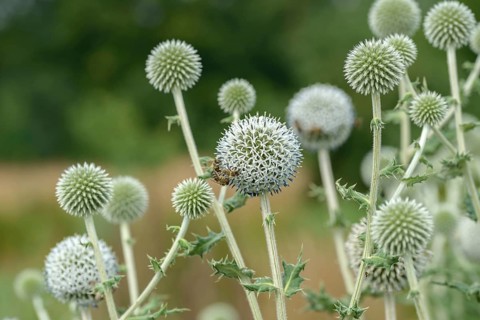 Spherical thistle (Echinops sphaerocephalus), Sarastro Stauden, Federal Republic of Germany