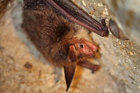 Bechstein's bat (Myotis bechsteinii)