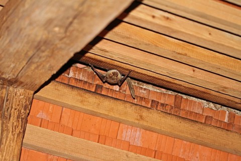 Greater mouse-eared bat (Myotis myotis)