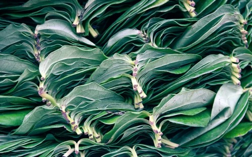 Well-Packed, decomposed leaves of Ceylon's tea after a morning of picking tea. Kandy, Sri Lanka.