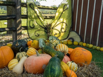 A pile of pumpkins and ornamental gourds in the garden, flanked by large decorative wings, borken,
