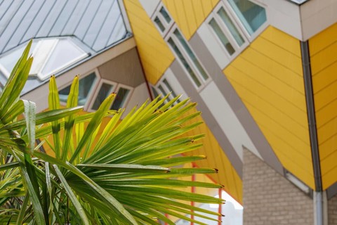 Detail of a house facade with a green palm tree in the foreground, rotterdam, the netherlands