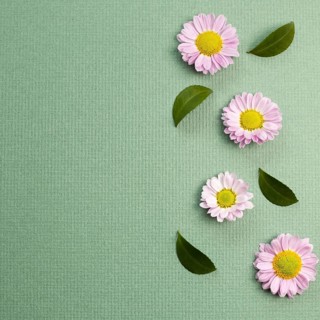Pink small flowered chrysanthemum on green background. flat lay, top view, copy space