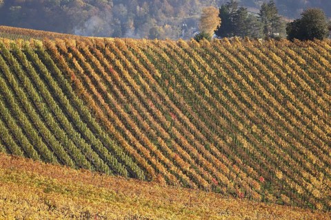 Vineyards in Autumn, View from the Wartberg, Heilbronn, Baden-Württemberg, Germany, Europe