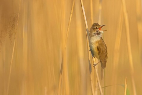 Reed warbler, (Acrocephalus arundinaceus), reedbed perch, biotope, habitat, animals, birds,