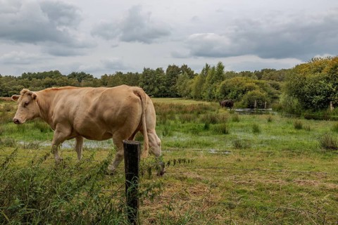 Cow on a wide, green pasture in a partly cloudy sky, Eibergen, Gelderland, Netherlands