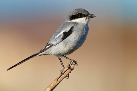 Mediterranean Grey Shrike, Mediterranean Grey Shrike, Great Grey Shrike, (Lanius excubitor